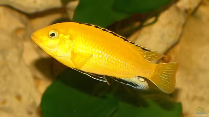 Labidochromis ´Yellow´ (m) von Malawi Freak (15)