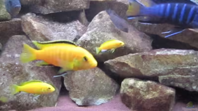 Labidochromis yellow mit Jungtieren von Green Zebra (15)
