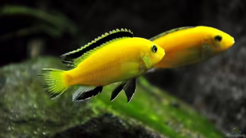 Labidochromis Yellow-Paar flaniert gemeinsam von Pete (14)