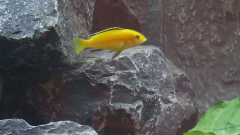 Labidochromis ´yellow´ von BastiB (60)