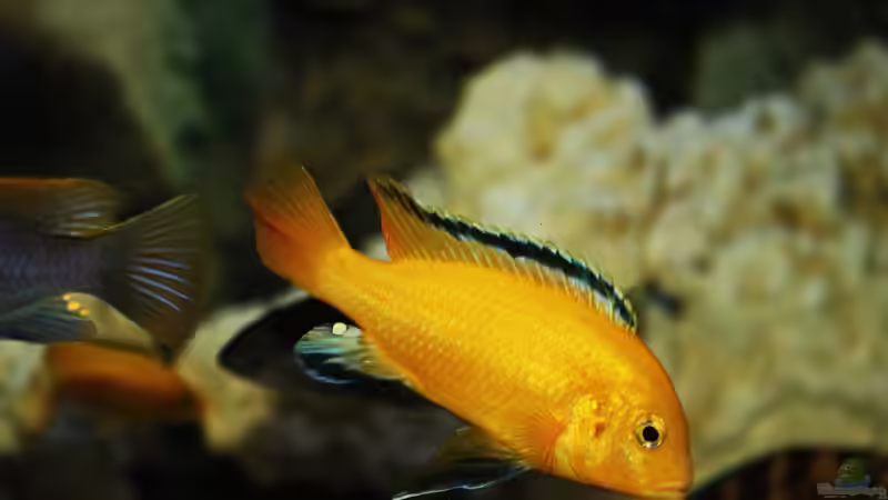 Labidochromis yellow von Flora15 (4)