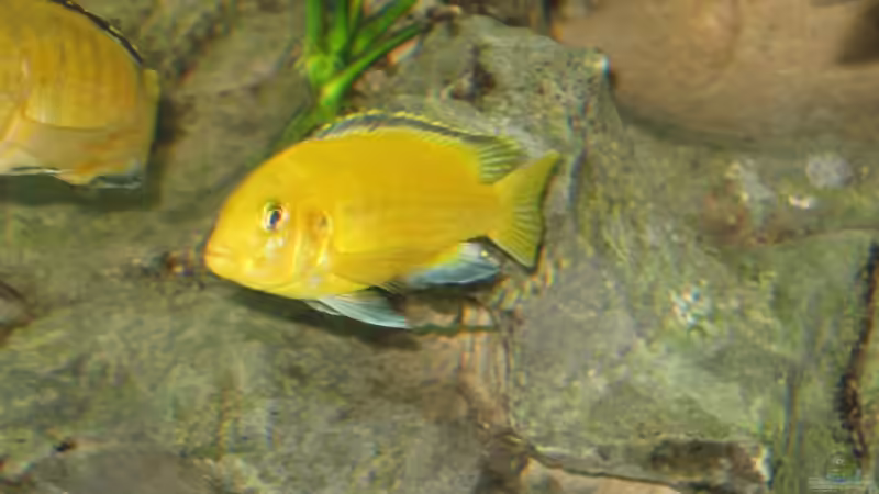 Labidochromis yellow von Gringo (9)