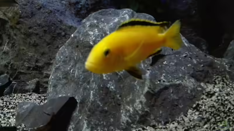 Labidochromis Yellow von Heike Fuchs (60)