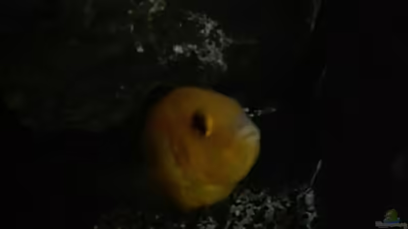 Labidochromis Yellow von Heike Fuchs (69)