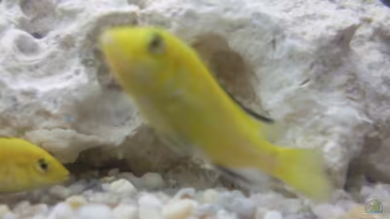 Labidochromis Yellow von Martin Becker (8)