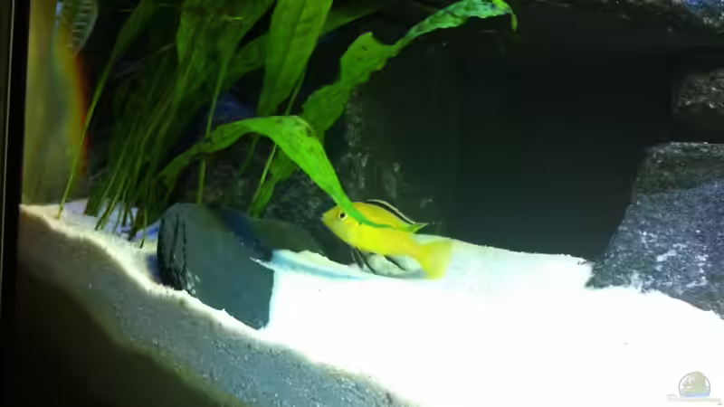 Labidochromis ´Yellow´ von Meckel (26)