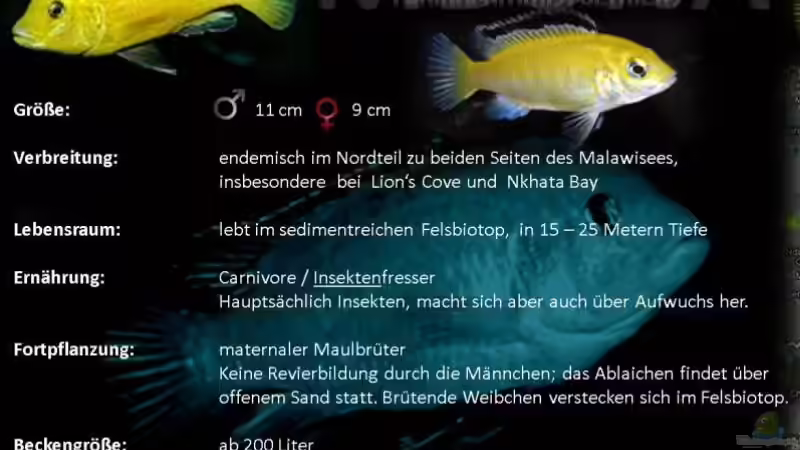 Labidochromis yellow von Tobias.Neher (64)