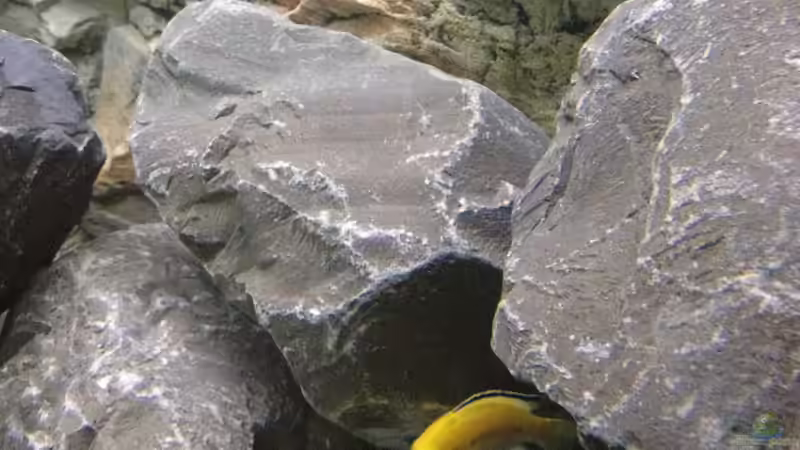 Labidochromis yellow von Tobias.Neher (69)