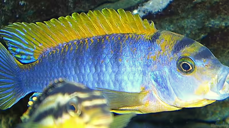 Labidochromis´Hongi´ Männchen von Christian Dornieden (40)