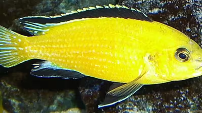 Labidochromis´Yellow´ Männchen von Christian Dornieden (38)