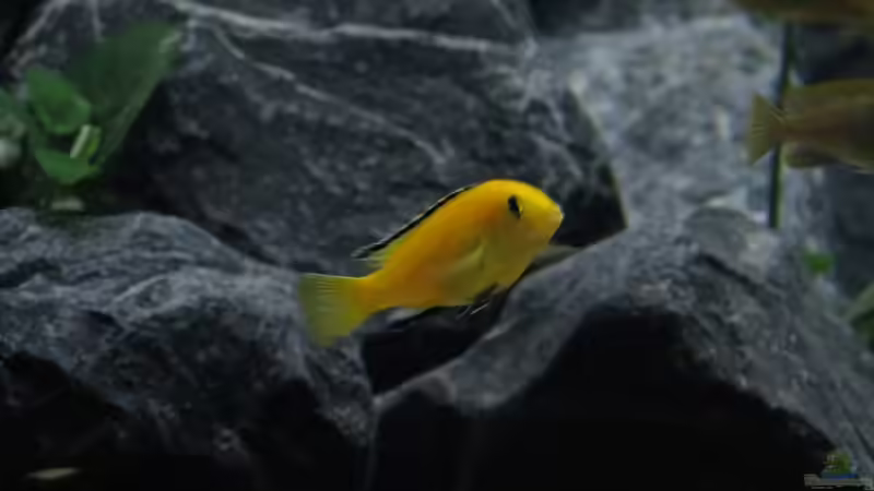 Labidochromos Caerulus Yellow von BastiB (63)