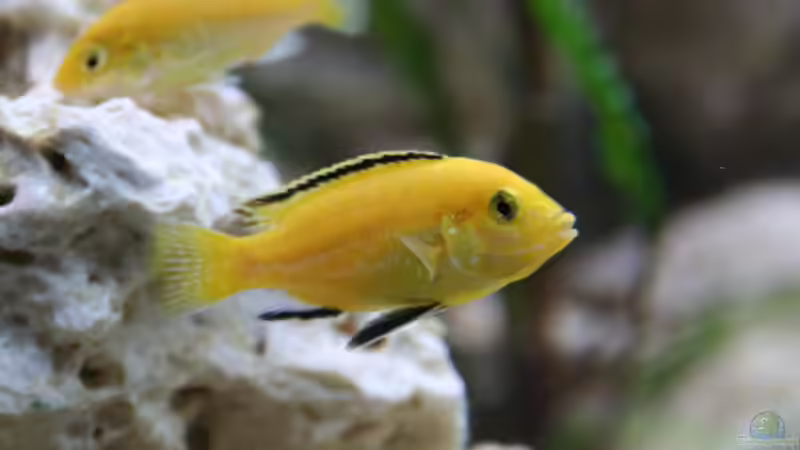 Labidocromis caeruleus yellow (Bock) von Demasoni Fan (15)