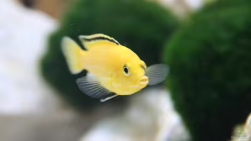 Labidocromis caeruleus yellow von Demasoni Fan (16)