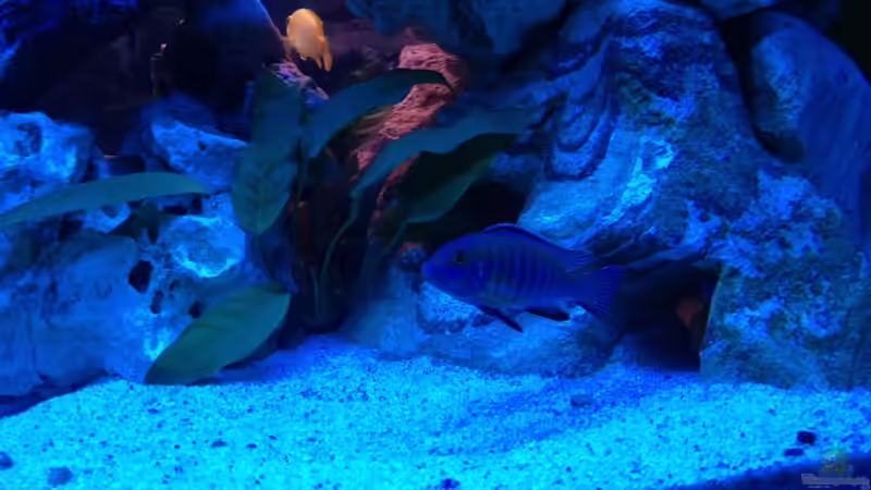 Labidocromis Männchen wahrscheindlich eine Kreuzung von Meischder Kreusel (6)