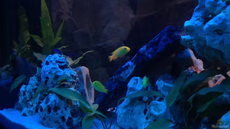 Labidocromis Yellow von Meischder Kreusel (5)