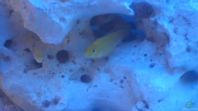 Labidocromis Yellow von Torsten Dau (13)