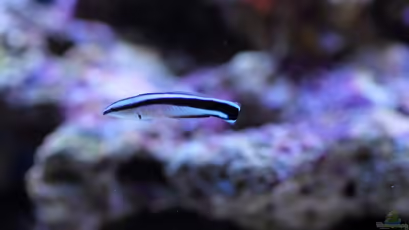 Aquarien mit Labroides dimidiatus (Putzerlippfisch)