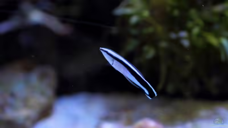 Aquarien mit Labroides dimidiatus (Putzerlippfisch)