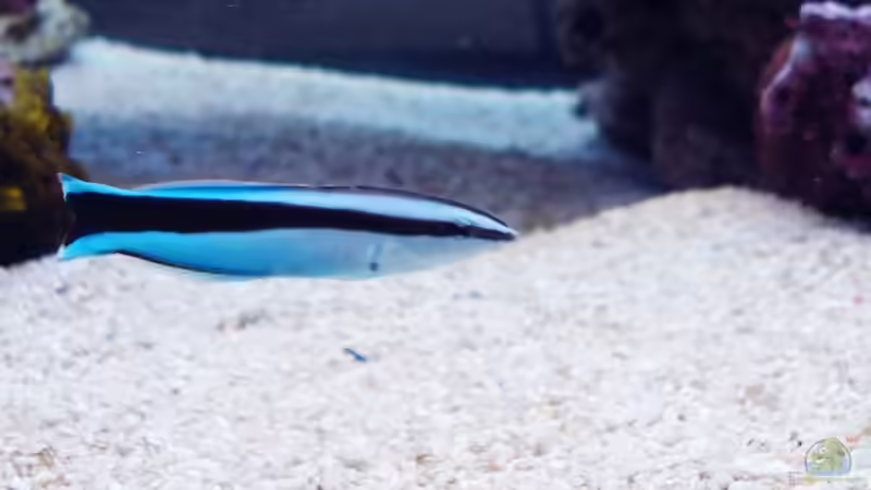 Labroides dimidiatus - Putzerlippfisch von .uschi (51)