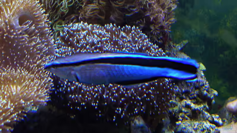 Labroides dimidiatus von becki2 (10)