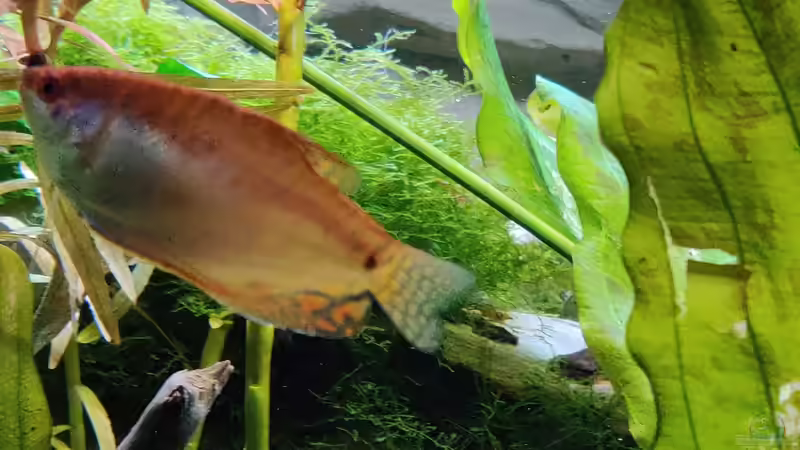 Labyrintfisch von Woidma (86)