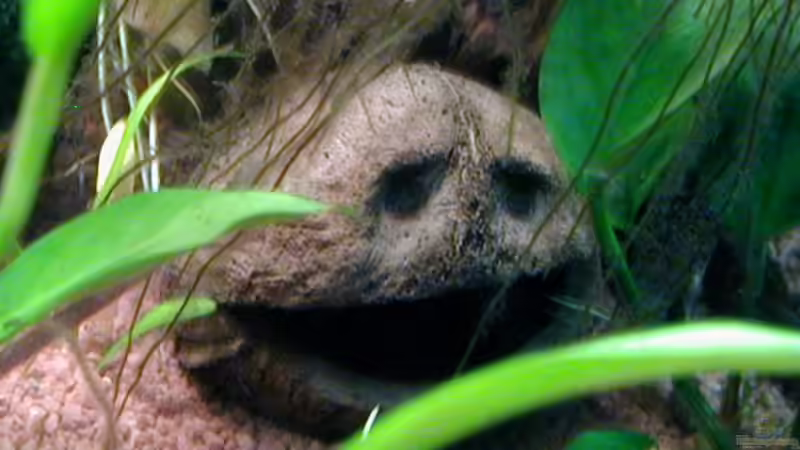 Lachende Kokussnuss von Heike Wodzinski (6)