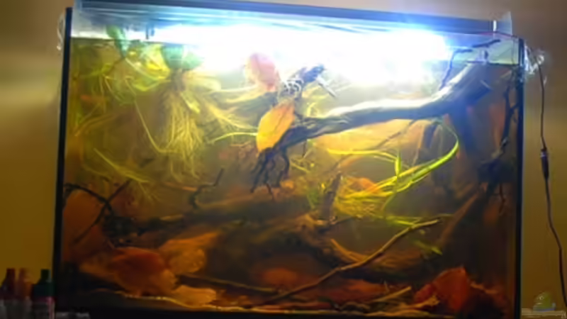 Längere Belichtungszeit, um die Anordnung der Wurzeln sichtbar machen zu können von Cichlid Power (3)