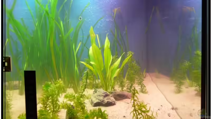 Längsansicht mit Blick auf den kombinierten Wasser/CO2 Ausströmer von Leinad78 (4)