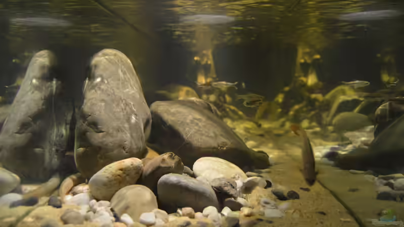 Längsansicht von David Breuers (4)