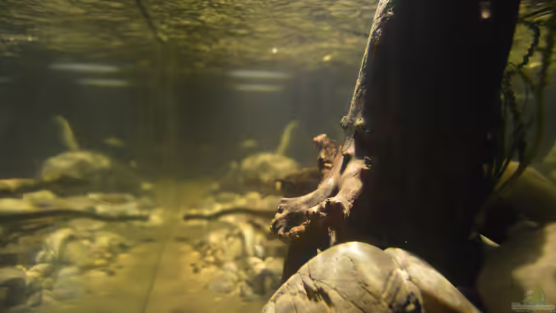 Längsansicht von David Breuers (7)