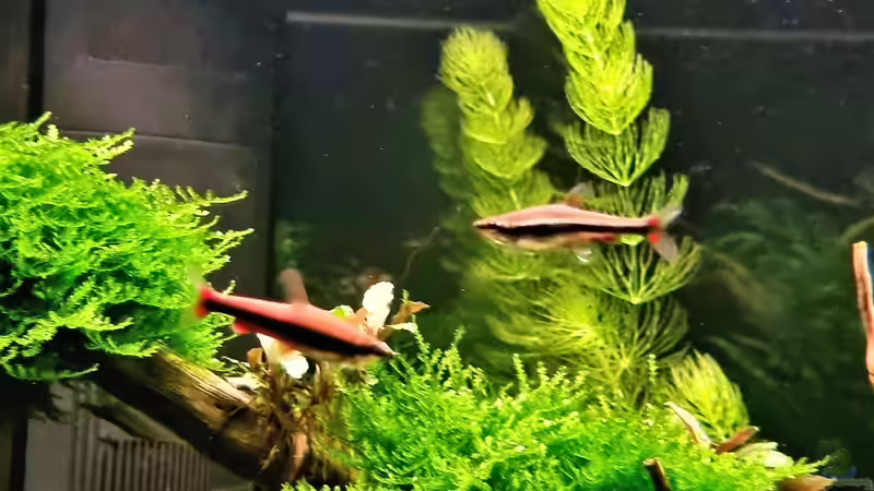 Längsbandziersalmer (männlich und weiblich) von Comander (49)