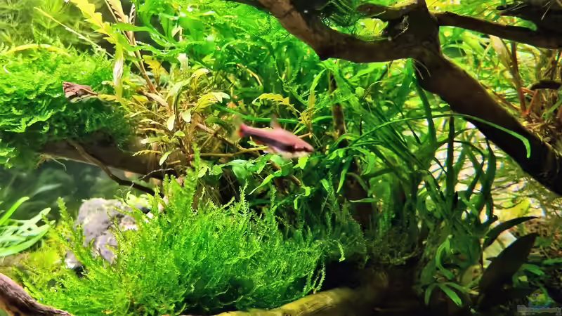 Längsbandziersalmer von Comander (47)