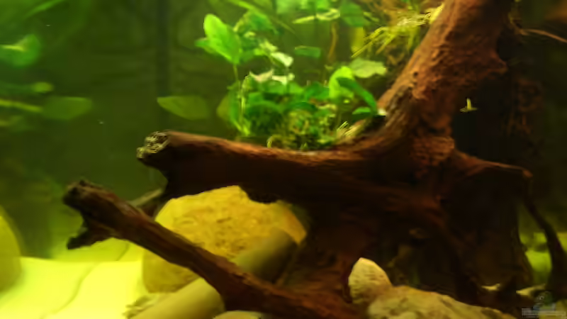 Längsblick von Knorpelfisch (22)