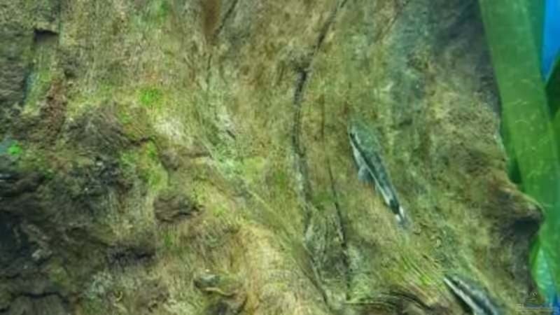Aquarien mit Otocinclus vittatus (Längsstreifen-Ohrgitter-Harnischwels)