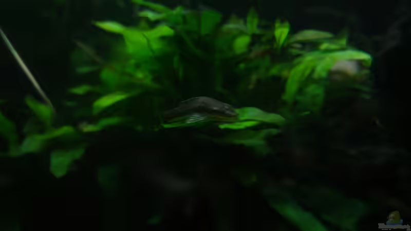 Aquarien mit Otocinclus vittatus (Längsstreifen-Ohrgitter-Harnischwels)