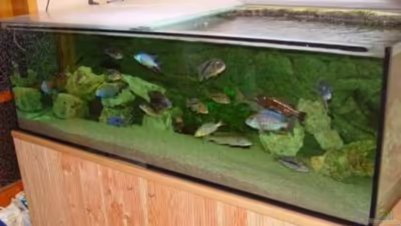 Läst sich leider kein besseres foto machen. Raum zu klein ...  von Thomas Knecht (1)