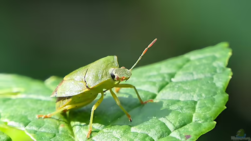 Lästig im Haus, nützlich in der Natur: Wanzen im ökologischen Kreislauf