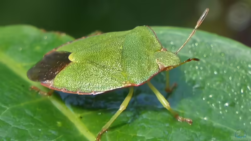 Lästig im Haus, nützlich in der Natur: Wanzen im ökologischen Kreislauf