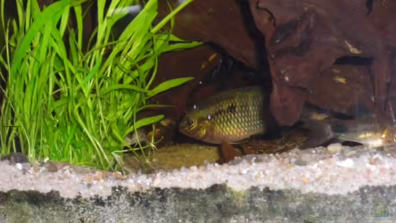 Laetacara Bock von Sebastian Ogorek (9)