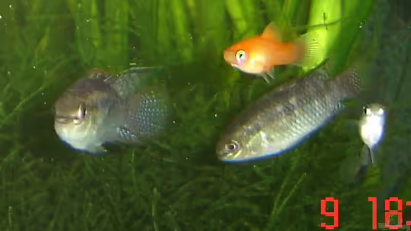 Laetacara curviceps  von RatinaZ (14)