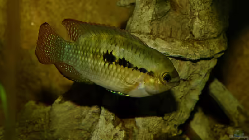 Laetacara dorsiger ohne rote Brust ;-) 03.08.14 von ~Marco~ (63)