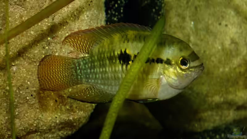 Laetacara dorsiger ohne rote Brust ;-) 03.08.14 von ~Marco~ (64)