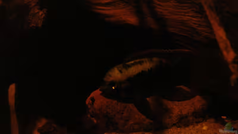 Laetacara dorsigera - M _23.05.2014 von Südamerikafreak BK (59)