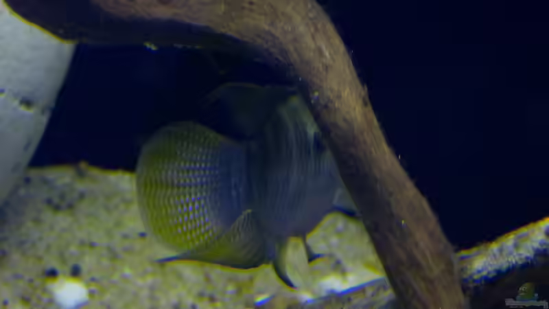 Aquarien mit Laetacara dorsigera (Einrichtungsbeispiele für Rotbrust-Tüpfelbuntbarsche)