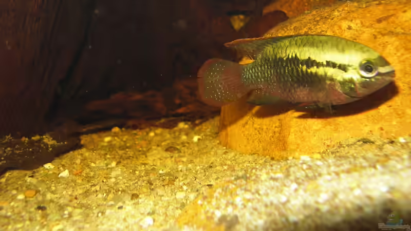 Laetacara dorsigera /W in Balzfärbung am 28.07.2013 von Südamerikafreak BK (69)