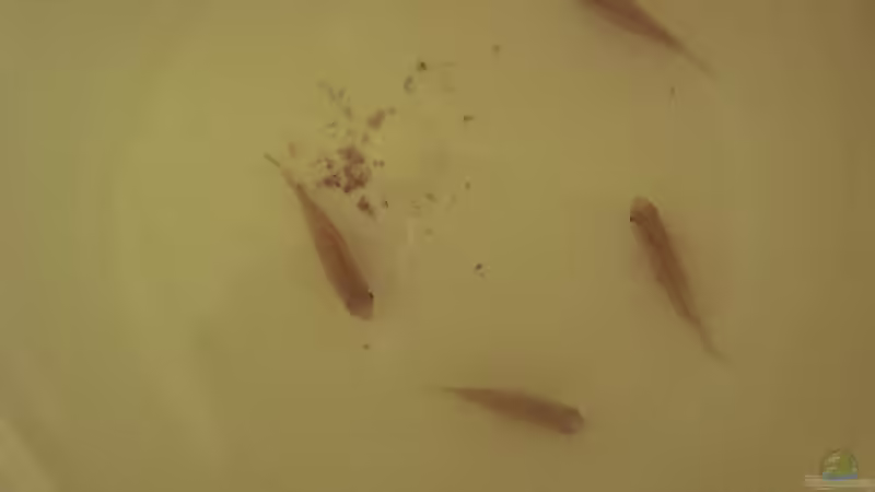 Laetacara dorsigera 07.06.2013 (bei der Eingewöhnung) von Südamerikafreak BK (85)