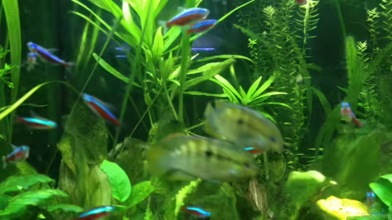 Laetacara Dorsigera 1&1 von schmitzkatze (7)