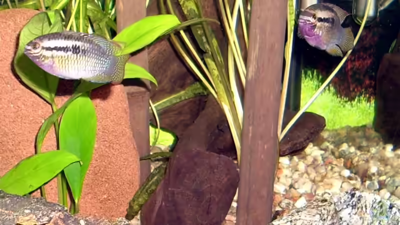 Laetacara dorsigera (älteres Foto) von Michael Paulisch (10)