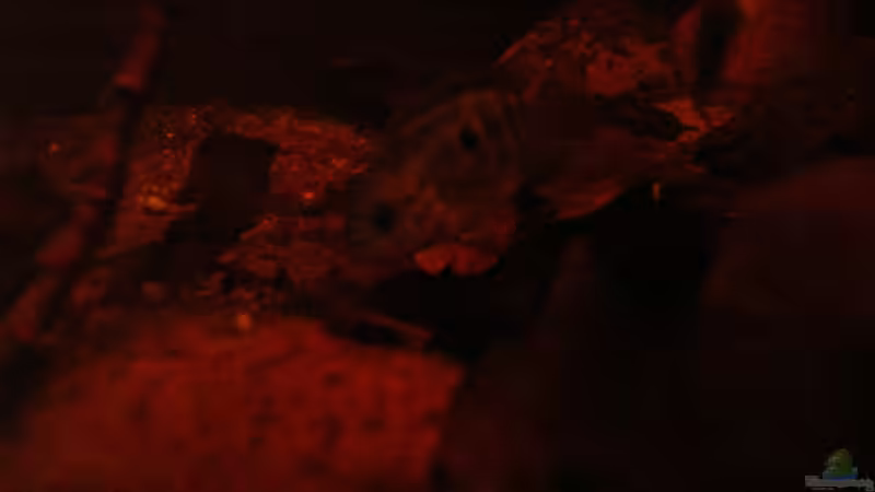 Aquarien mit Laetacara dorsigera (Einrichtungsbeispiele für Rotbrust-Tüpfelbuntbarsche)