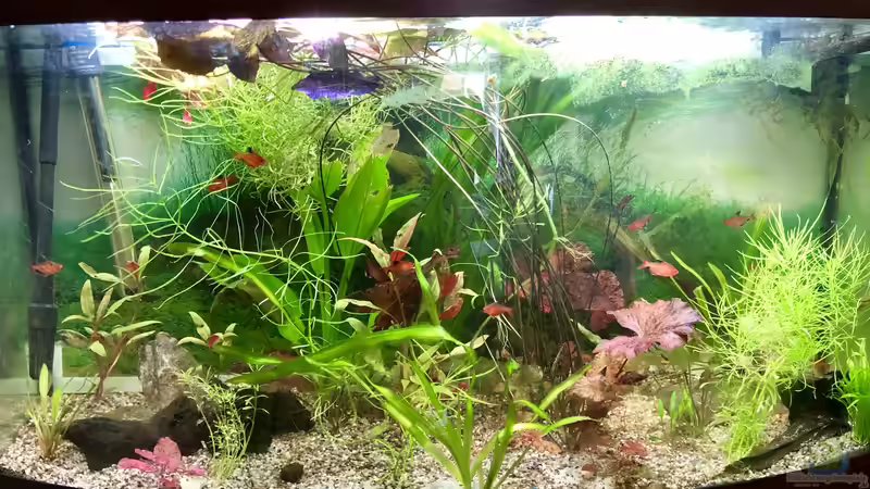 Laetacara dorsigera und Hyphessobrycon eques von Helga Kury (1)